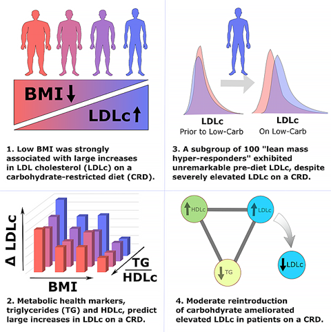 Support for the Existence of Lean Mass Hyper-Responders